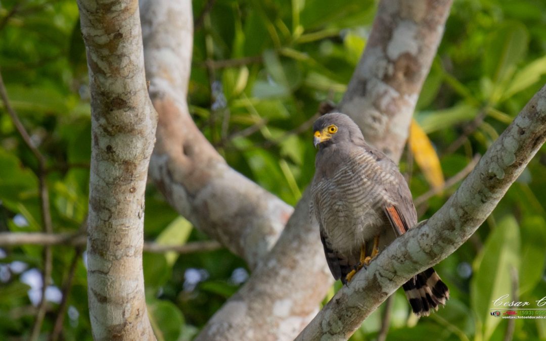 Conteo de aves una experiencia inolvidable.